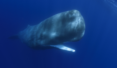 In 1997, scientists sent cameras down with sperm whales to find the monster hidden in their scars: the giant squid. The footage they wanted never came, but the failed hunt helped point science toward one of the deep ocean’s most elusive animals