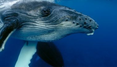 Humpback whales have been seen helping seals, sea lions and even sunfish escape orca attacks — intervening in hunts involving animals from entirely different species for reasons researchers still cannot fully explain