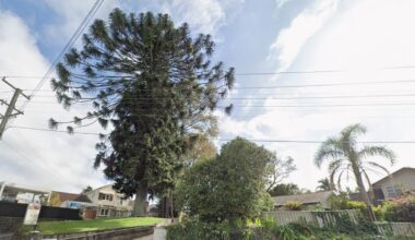 Tauranga City Council orders removal of protected tree on ex-mayor’s property