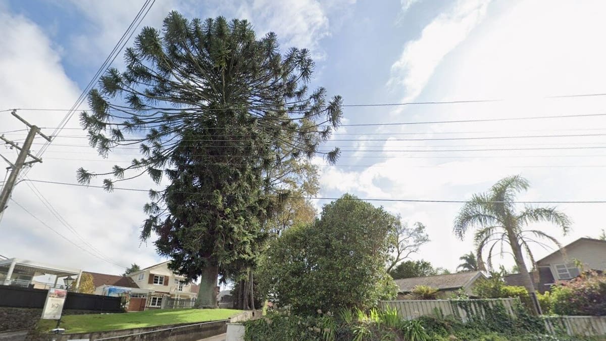 Tauranga City Council orders removal of protected tree on ex-mayor’s property