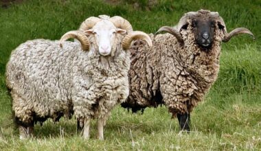 Mōhaka sheep genetics to be stored as wild numbers drop