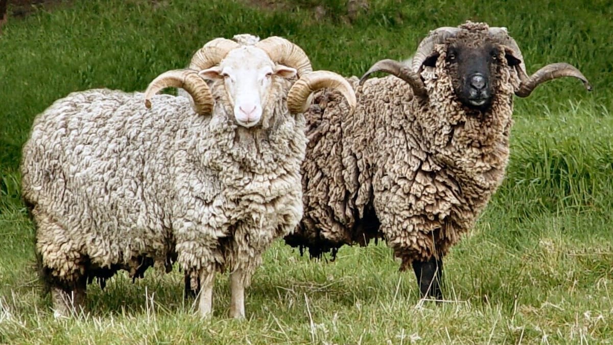 Mōhaka sheep genetics to be stored as wild numbers drop