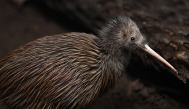 ‘Wonderful moment’: First kiwi sighting at Rangatauanui Lake near Ohakune