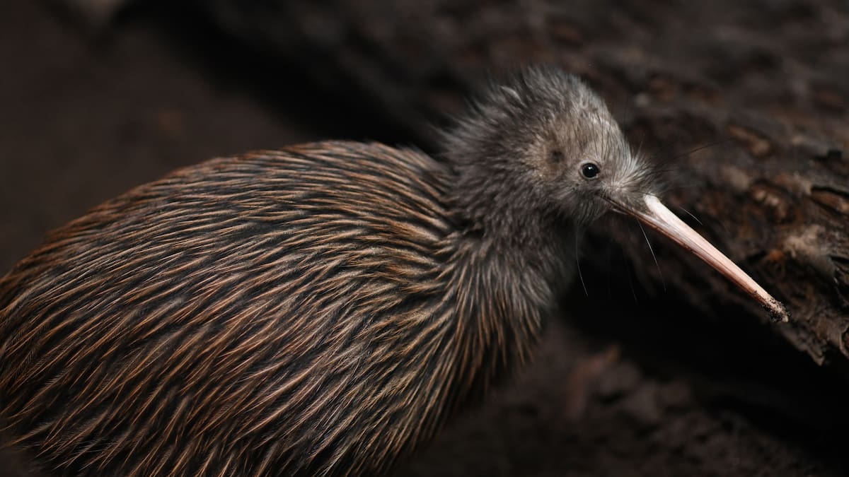 ‘Wonderful moment’: First kiwi sighting at Rangatauanui Lake near Ohakune