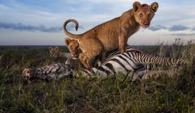 A Century of Photographing Lions in National Geographic