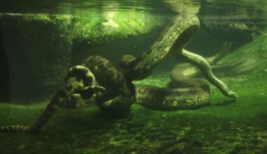 Scientists exploring the Amazon with Will Smith find huge anaconda