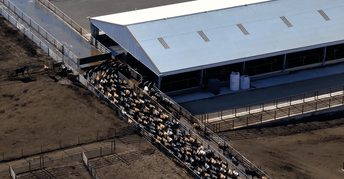 Drones regularly capture animal cruelty on farms. A Trump administration rule could make it harder.