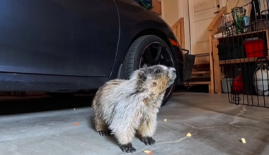 Stowaway marmot from Kananaskis returns to same Airdrie garage - DiscoverAirdrie.com