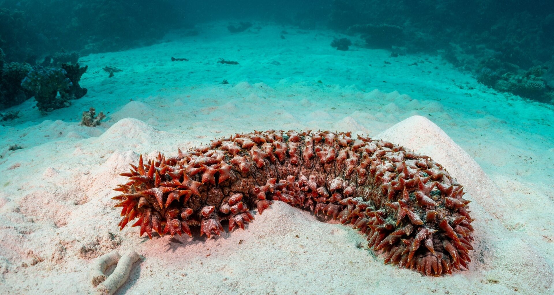 Sea cucumber tissue survived for years after being cut off