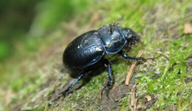 Tiny creatures are spreading seeds beneath the forest floor
