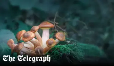 Psychedelic in magic mushrooms can ease depression