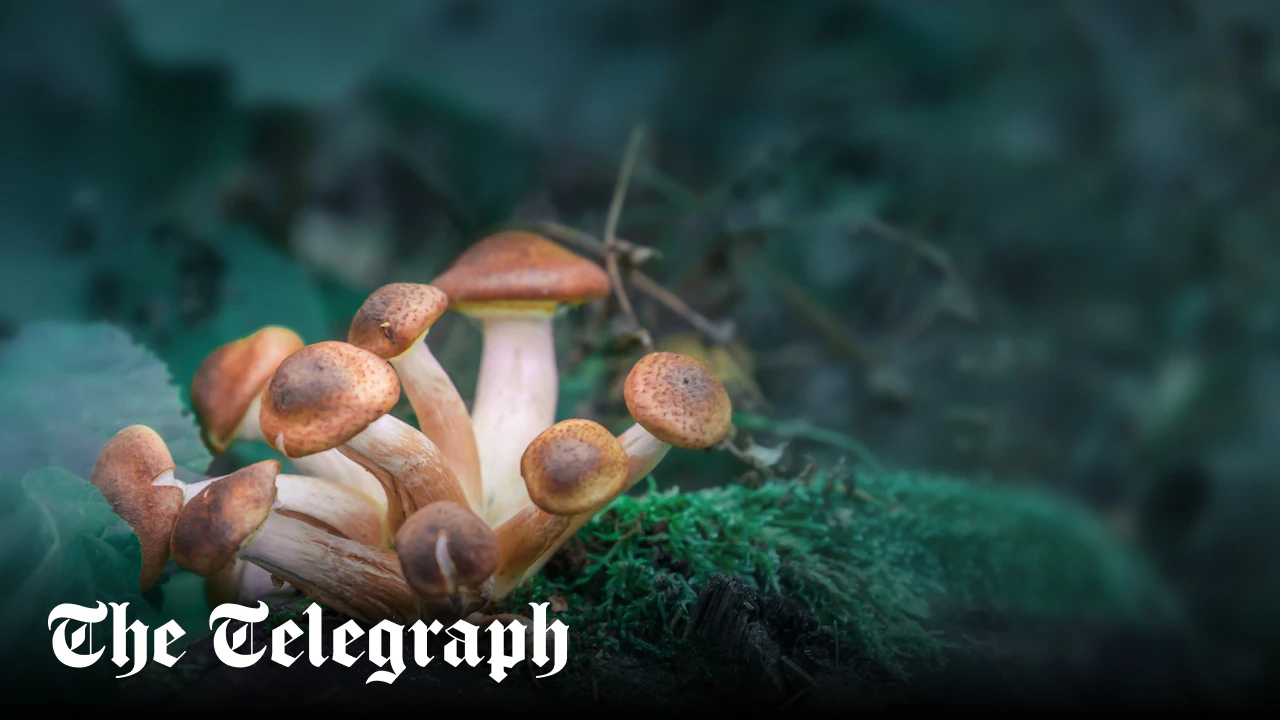 Psychedelic in magic mushrooms can ease depression