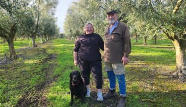Ōtaki couple swap sheep and beef farming for olive oil business