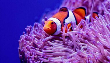 Anemone