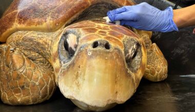 Timmy the Turtle Was Swimming in Circles Before  the Coast Guard and Doctors Came to Her Rescue