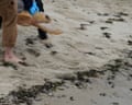 Rescued turtles released in Cape Cod