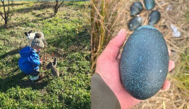 East Coast conservationist rescues two wild emu chicks from feral cat