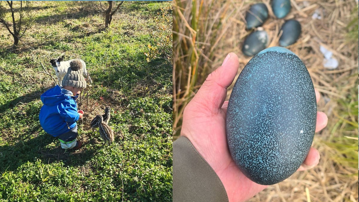East Coast conservationist rescues two wild emu chicks from feral cat
