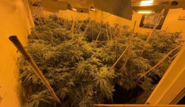 Operation Blackout: Police seize financial records from Auckland nail salon following investigation into 5 tonne cannabis bust