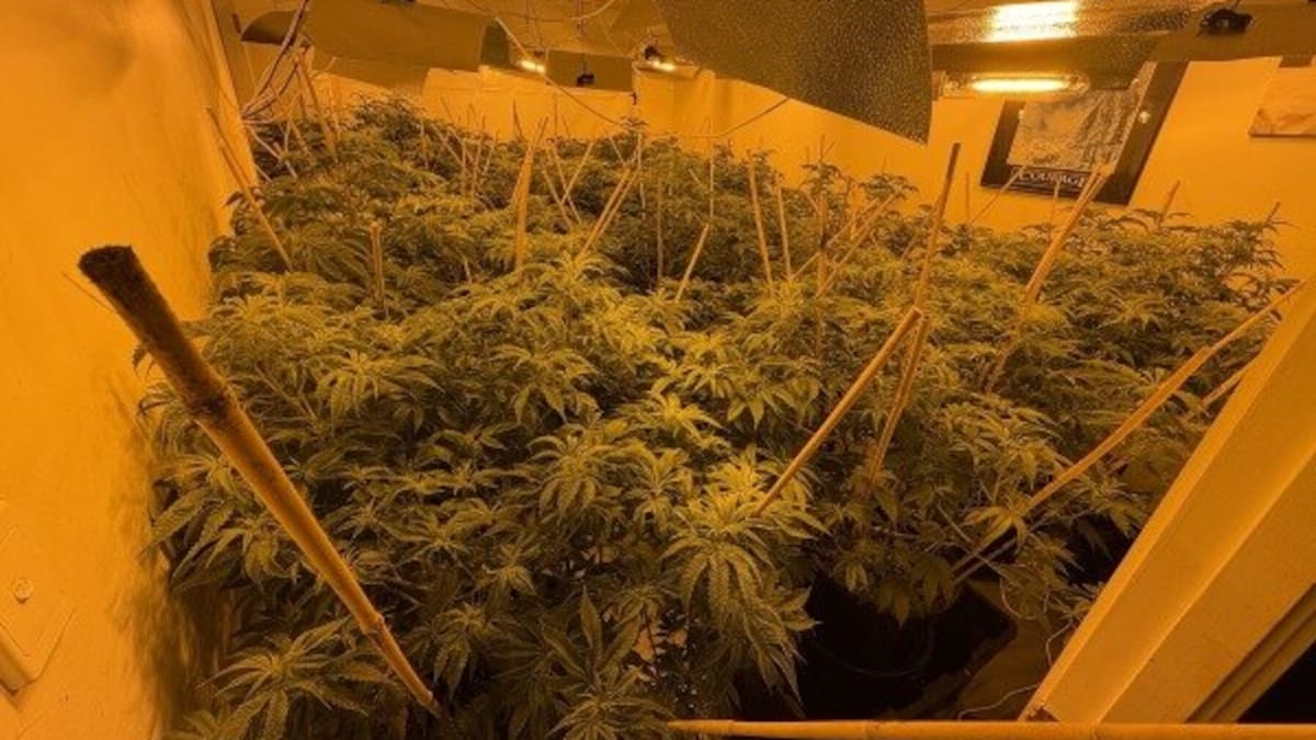 Operation Blackout: Police seize financial records from Auckland nail salon following investigation into 5 tonne cannabis bust