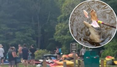 Woman loses right arm after alligator attack in Florida river