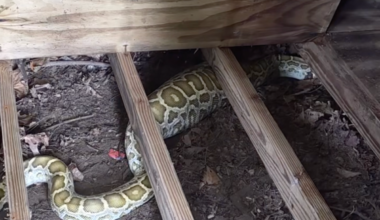 8-foot python found living under family’s shed — and X-rays discovered what it ate