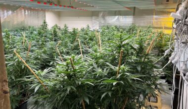 Rotorua cannabis raids: Court documents allege Vietnamese gang money laundering