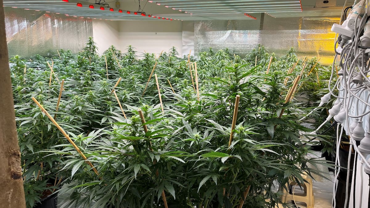 Rotorua cannabis raids: Court documents allege Vietnamese gang money laundering