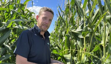 Fall armyworm in NZ: What researchers have learned 4 years on