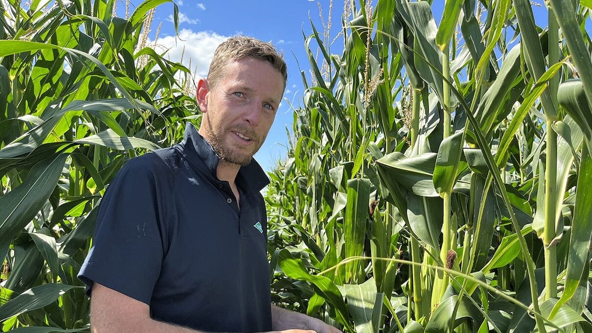 Fall armyworm in NZ: What researchers have learned 4 years on