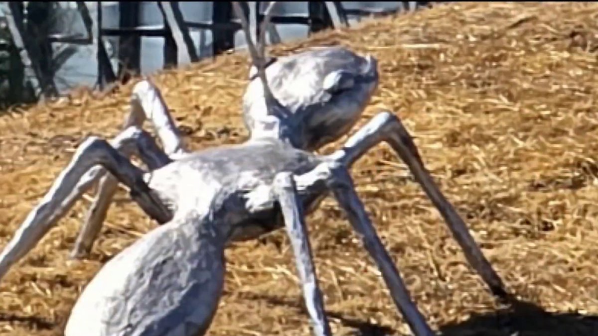 Vandals destroy giant silver ant sculpture along Highway 17 in Campbell – NBC Bay Area