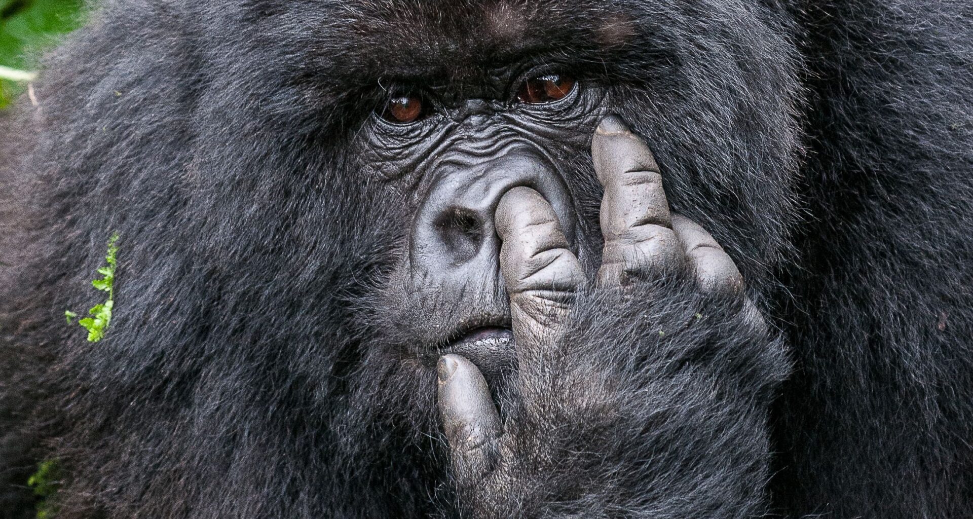 That gorilla’s picking his nose! Immersive exhibit to showcase Nikon Comedy Wildlife Awards’ most guffaw-inducing photography gaffes