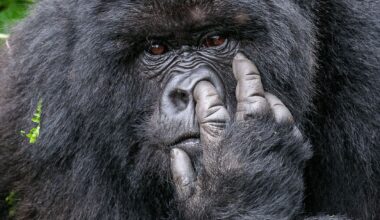 That gorilla’s picking his nose! Immersive exhibit to showcase Nikon Comedy Wildlife Awards’ most guffaw-inducing photography gaffes