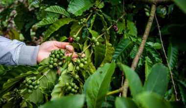 Cheap coffee is killing Vietnam’s priceless tropical forests (commentary)