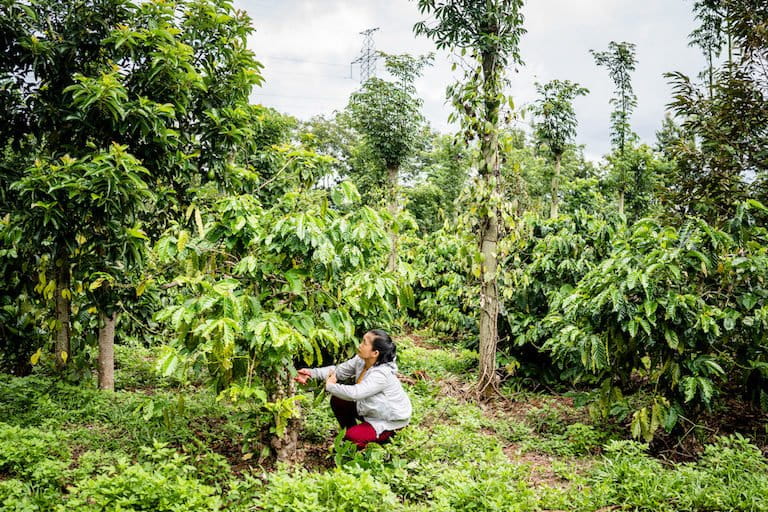 Trieu Thi Chau practices a technique known as intercropping, where coffee plants are interspersed with other types of crop, Cu Sue Village, Dak Lak Province, Vietnam. Image courtesy of Quinn Mattingly/Panos Pictures/Unfold Stories.