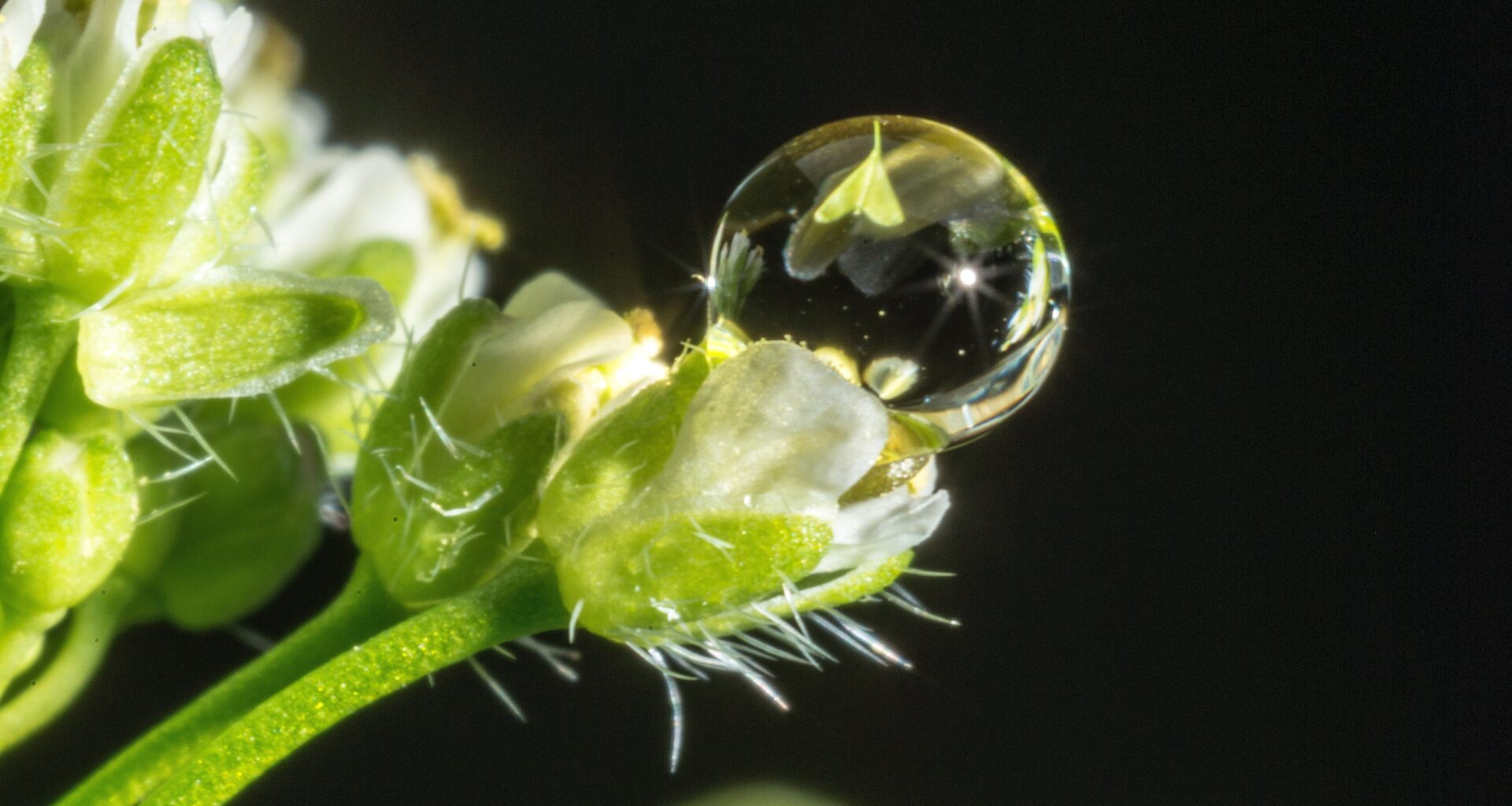 Researchers Reveal How Auxin Establishes Pistil Boundary by Degrading Key Transcription Factor----Chinese Academy of Sciences