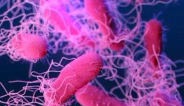 Health officials investigating salmonella outbreak at Kansas festival