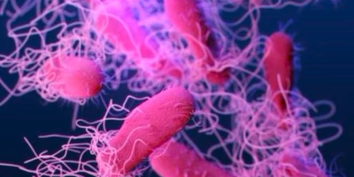 Health officials investigating salmonella outbreak at Kansas festival