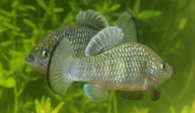 Phoenix Species Project launches global effort to bring 100 of the world’s most threatened species back from the brink - News
