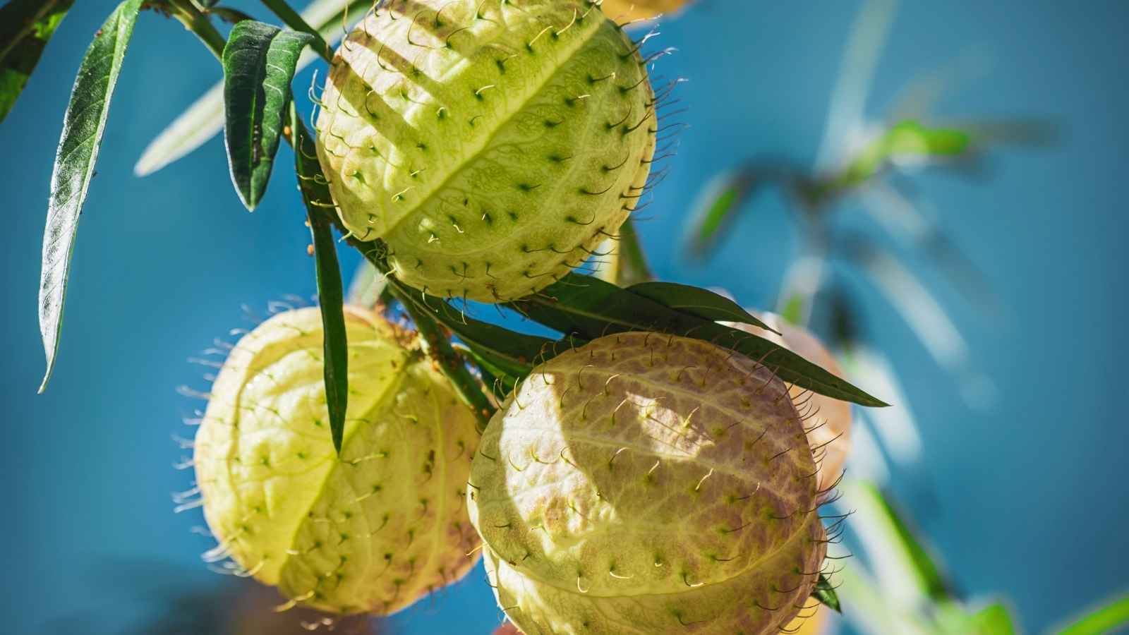 Datura contains potent compounds including atropine, scopolamine and hyoscyamine. Exposure can lead to hallucinations, memory problems, vomiting, rapid heartbeat, dry mouth and other severe effects, making accidental consumption particularly dangerous. Datura contains potent compounds including atropine, scopolamine and hyoscyamine. Exposure can lead to hallucinations, memory problems, vomiting, rapid heartbeat, dry mouth and other severe effects, making accidental consumption particularly dangerous.