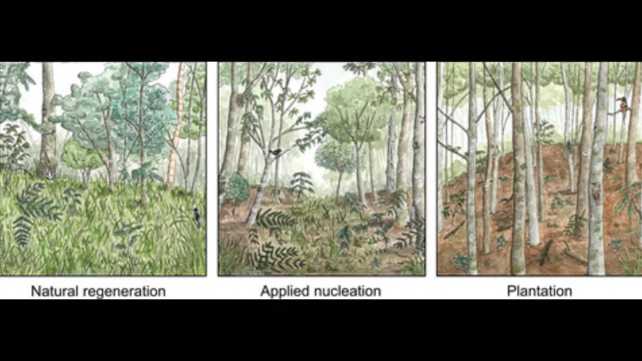 The restored areas reached only 19–30% of the tree diversity and biomass of a nearby natural forest. (Representational AI image) A comparision between natural, nucleation and plantation forests.
