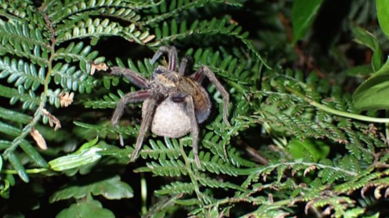 A female Rangatira spider with her egg sac. Image: Zita Roithmair via Chatham Islands Landscape Restoration Trust
