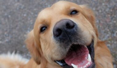 Driver allegedly sped at people before killing dog in Silverdale