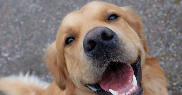 Driver allegedly sped at people before killing dog in Silverdale