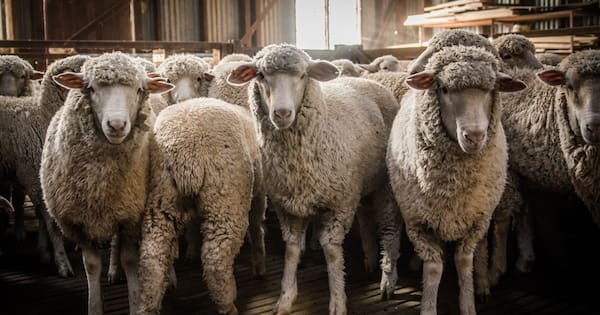 Farmer fined after 23 suffering sheep put down near Te Kūiti
