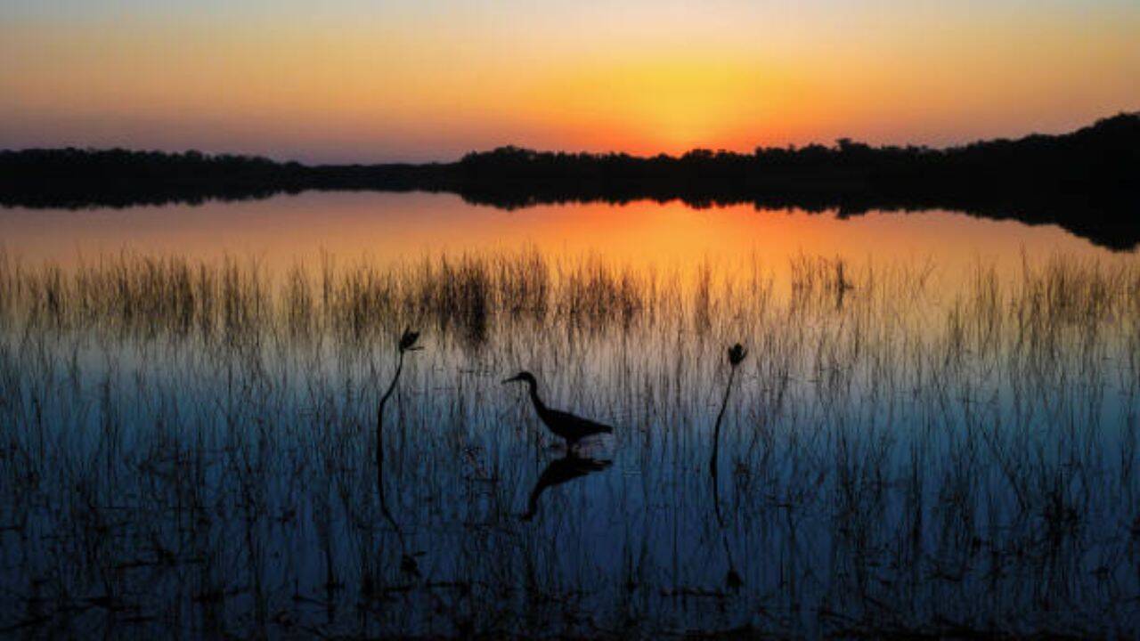 The team found that 89% of coastal wetlands are gaining elevation through sediment buildup, but only 16% are doing so fast enough to outpace sea level rise, while the rest are submerging. A vital study<br><br>
