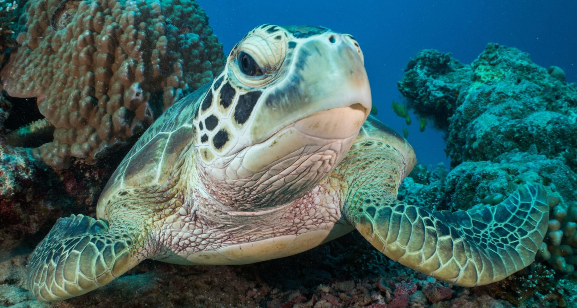 On the Great Barrier Reef, management by Traditional Owners is growing