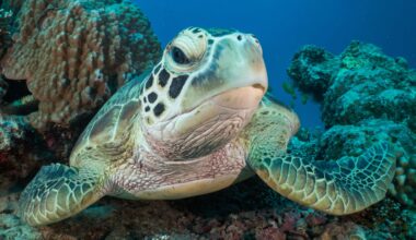 On the Great Barrier Reef, management by Traditional Owners is growing