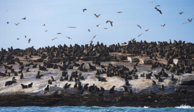A deadly cross over: In South Africa, rabies moves from land animals to seals