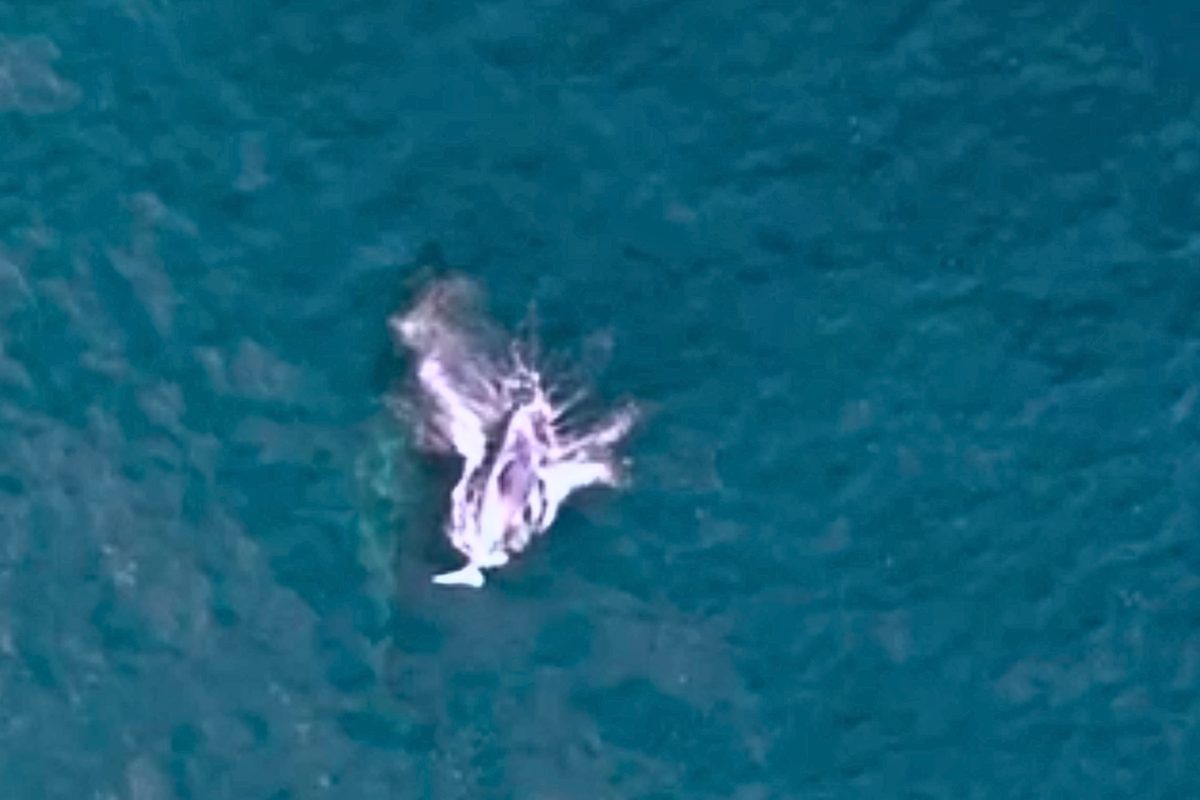 Baby humpback whale breaching